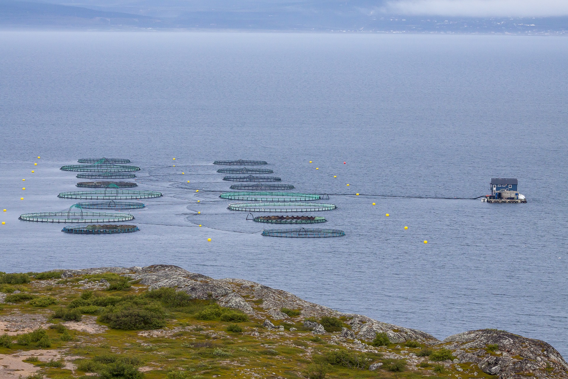 Fiskeoppdrett